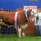 Cappamore 2013 Overall Champion \'Raceview Claudia\'