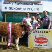 Bantry Overall Champion & Southern Simmental Club Senior Heifer Champion \'Seaview Gabby\'