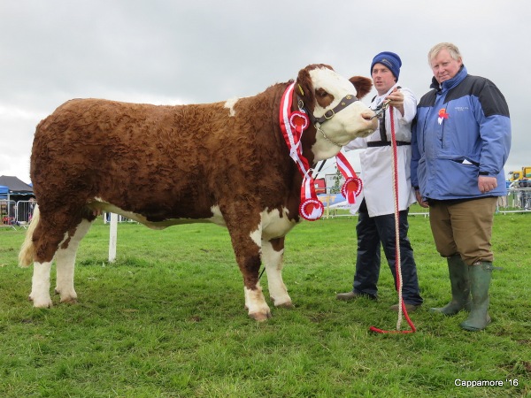Cappamore Show Overall Simmental Champion 'Fearna Faith'