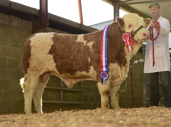 Roscommon Nov'16 Junior Bull Champion 'Bridgemount Garcia' €4100