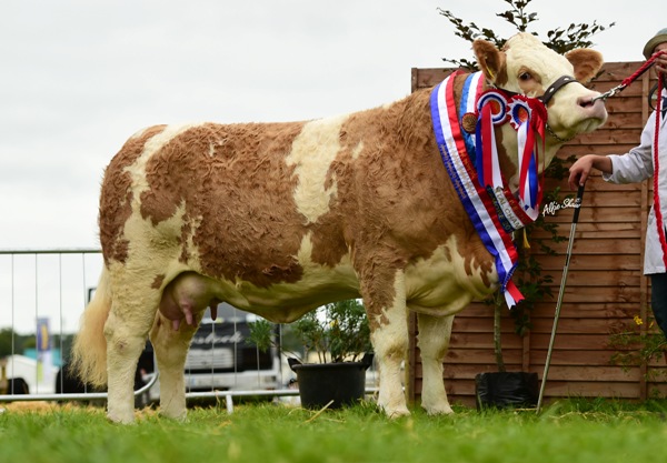 Tullamore Show Overall Champ Female Champ & National Junior Cow Champ 'Clonagh Dora The Explorer'
