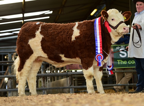 Roscommon Nov'16 Yearling Heifer Champion 'Raceview Goldie Dreamer' €9000