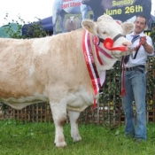 Athlone Show Overall Simmental Champion 'Clonagh Darling Eyes'