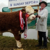 Bantry Show Overall Simmental Champion 'Raceview Faustina Wynty'