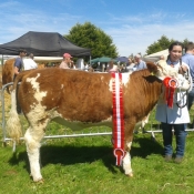 Oldcastle Show Champion 'Quitrent Gisella'
