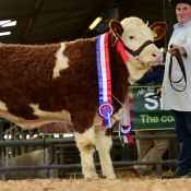 Roscommon Nov'16 Yearling Heifer Champion 'Raceview Goldie Dreamer' €9000