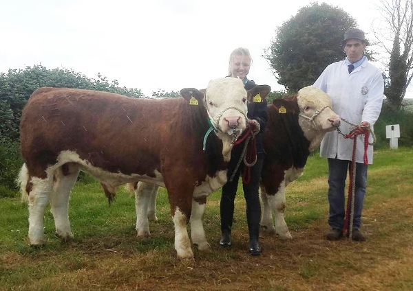 Belgooly 2017 Interbreed Pairs Champions 'Mohona Simmentals'