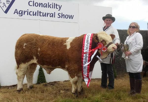 Clonakilty 2017 Interbreed Beef Calf & Overall Simmental Champion & 1st Bull Calf Class 'Raceview Hermon'