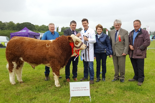Co Louth 2017 Overall Calf Champion, Simmental Champion & Overall Interbreed Show Champion 'Dermotstown High King'