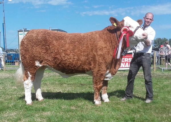 Cork 2017 Champion Simmental & 3rd Beef Interbreed Champion 'Corbally Goddess Vintage Katie'