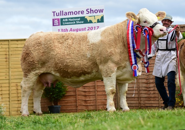 Tullamore 2017 Overall Simmental Champion 'Clonagh Darling Eyes ET'