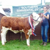 Barryroe Southern Simmental Club Oct-Nov Heifer Champion \'Mohona Eileen\'