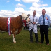 Cork Show Champion & Interbreed Champion \'Corbally Vintage Katie\'