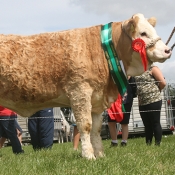 Greenvale Animal Feeds Yearling Heifer Champion ‘Clonagh Dainty Kay’