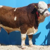 res_champ_celtic_a-bull_eur4000