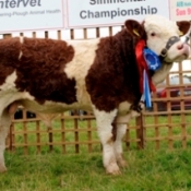 cahanagh_ambassador_jan_bull_calf__res_male_champ