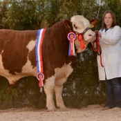 Male Champion Towerhill Emmett €4000