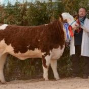 Reserve Female Cruithill Ebba €4650