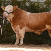 Reserve Male Clonagh F Super Star €4250