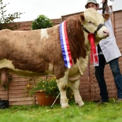 Nat Yearling Bull Champ Clonagh Goodie 2 Shoes