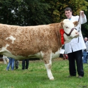 Tullow Show 2011 - 1st Prize 2010 Heifer Class 'Seepa Bearl'