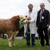 Tullow Show 2011 - January Bull Calf Champion 'Curaheen Couraheaus'