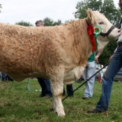 Tullow Show 2011 September Heifer Calf Champion 'Jennalyn Betty Boo'