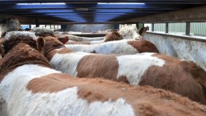 1_s_allen_bulls_on_lorry.jpg