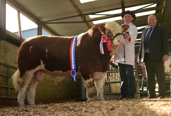 Read more about the article Averages for both Bulls and Heifers up at November Simmental Premier