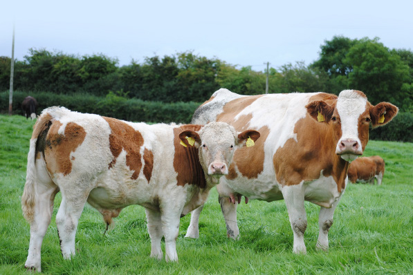 Read more about the article Laois Farmer Bucks the Trend