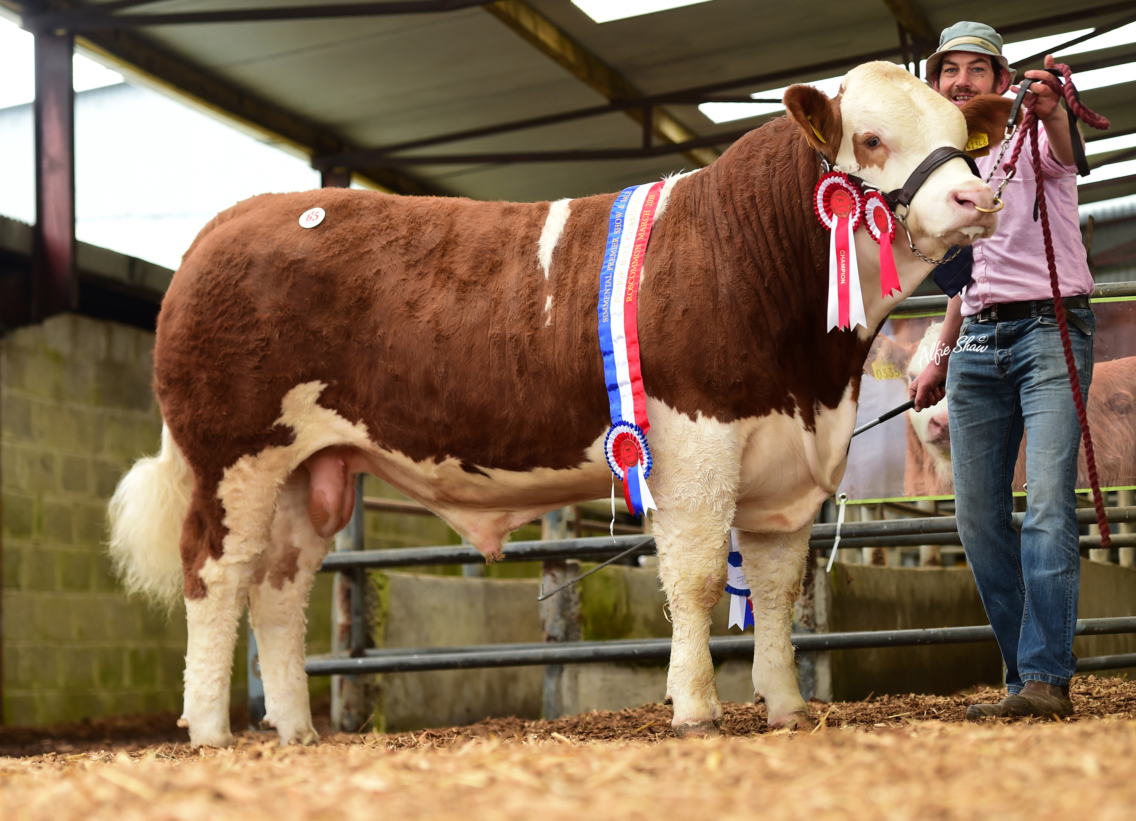Read more about the article Top of €12,500 at Simmental Premier Sale in Roscommon
