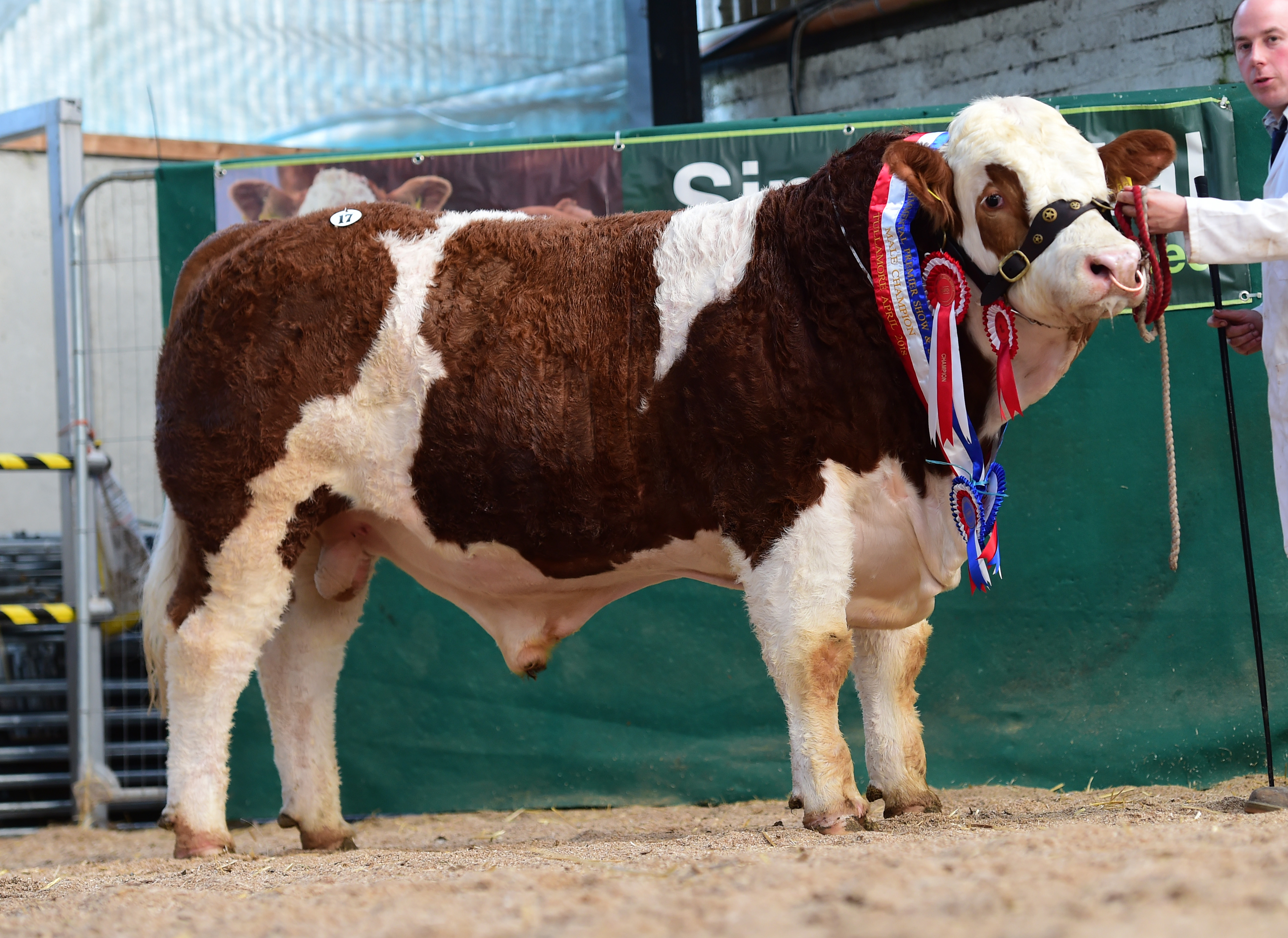 Read more about the article Top of €3500 at Simmental Tullamore Sale