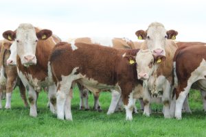 Cows & Calves at Brian Boyles