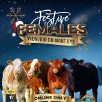 Clonagh & Jennalyn Festive Females Sale 11th to 13th December 2021.