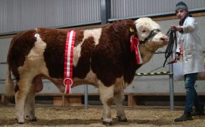 Mount Jay - Male Champion sold for €3000