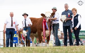 Overall Champion - ISCS - 27th National Simmental Show - Tullamore 2022 - 14 Aug 22 - 0A0A3515