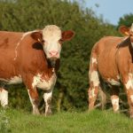 Catalogue for May Roscommon X Heifer Sale