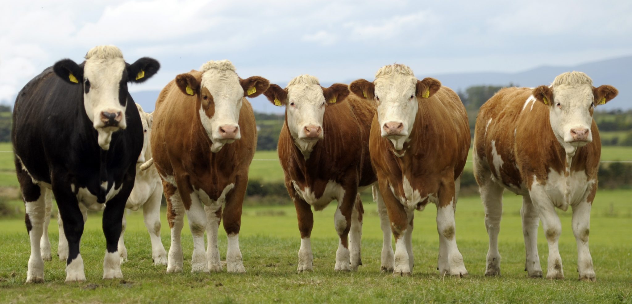 Sale Wednesday 12th May Irish Simmental Cattle Society