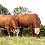 Catalogue for Ballymote X Heifer Sale Autumn 2023