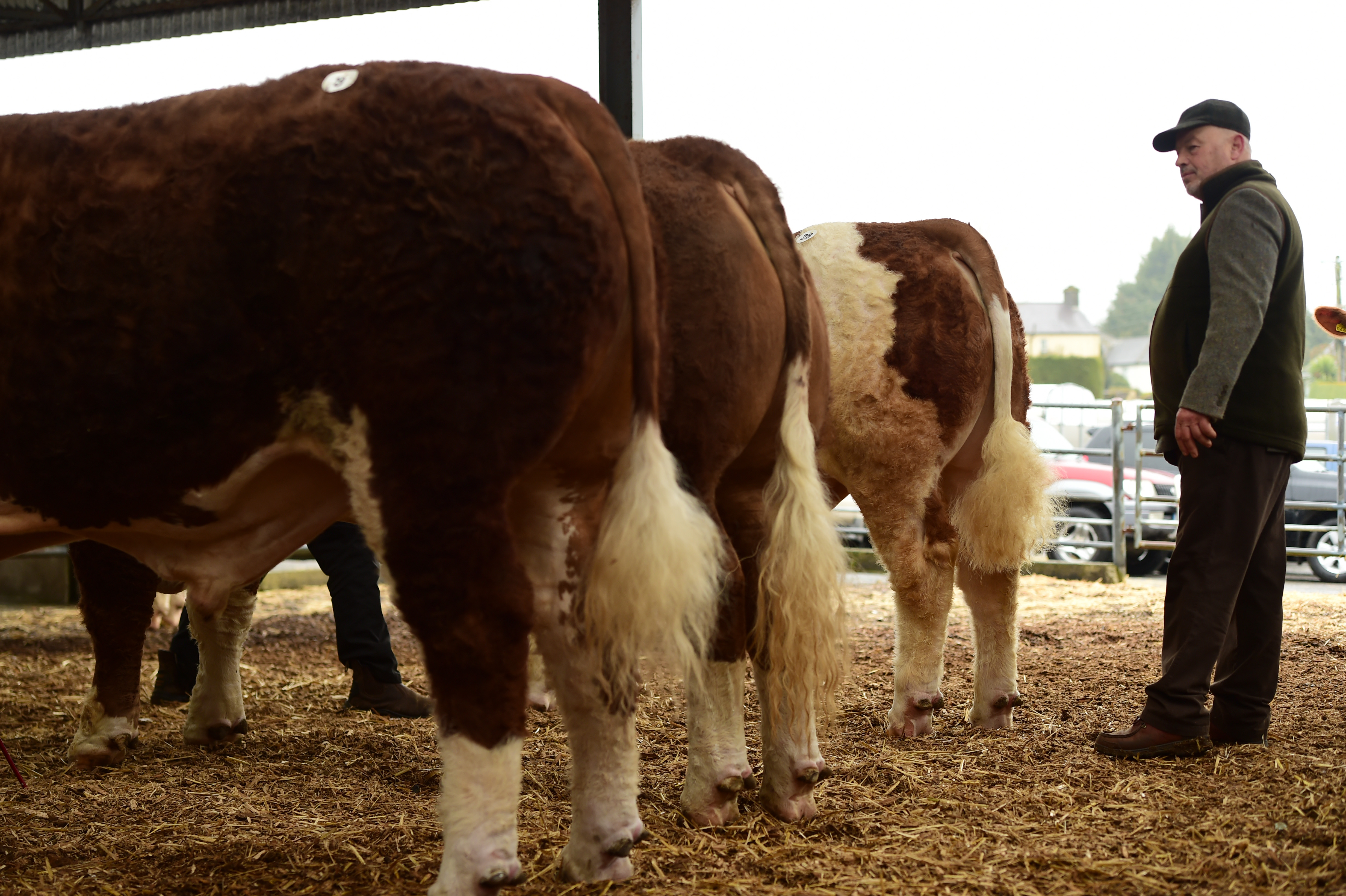 Roscommon Premier Show & Sale, November 3rd 2018