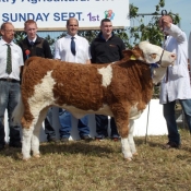 heifer_2nd_corbally_eires_vip