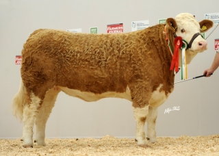 Simmental Champion 'Raceview Winty Matilda ET'