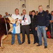 Bull Calf 2nd
