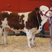 January Bull 3rd