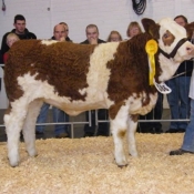 be10_jan_heifer_3rd_joemcgarry