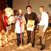 Senior Bull