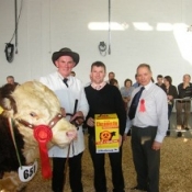 Yearling Bull Presentation