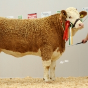 Simmental Champion 'Raceview Winty Matilda ET'