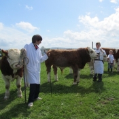 Cappamore 2011 Club Young Stockperson Class