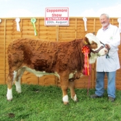Cappamore Show 2011 - North Munster Cattle Breeders Society Champion Yearling Heifer - 'Towerhill Brown Eyed Girl' with Seamus Aherne